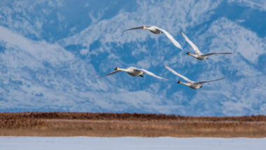 Journée mondiale du 11 octobre pourquoi la France perd ses oiseaux migrateurs année après anné