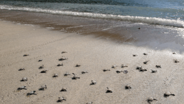 Des empreintes minuscules puis le choc : cette découverte incroyable transforme une plage bondée en zone de crise écologique