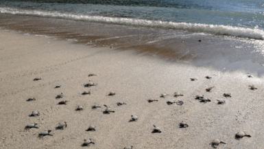 Des empreintes minuscules puis le choc : cette découverte incroyable transforme une plage bondée en zone de crise écologique