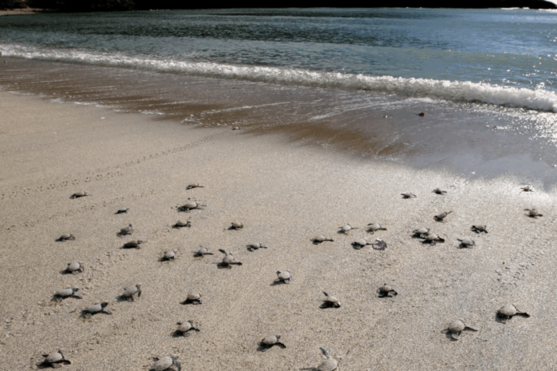 Des empreintes minuscules puis le choc : cette découverte incroyable transforme une plage bondée en zone de crise écologique