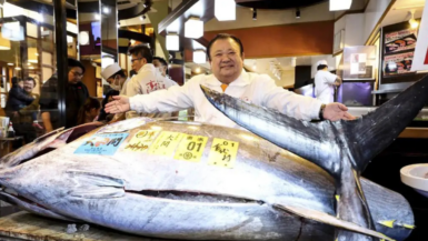 Le record mondial de prix pour un poisson vient d'être encore battu par le Japon avec 2,8 millions d'euros pour 242 kilos soit 11 500 € le kilo de thon rouge