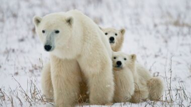 Journée internationale de l'ours polaire 2026 un signal d'alarme que la planète entière doit entendre