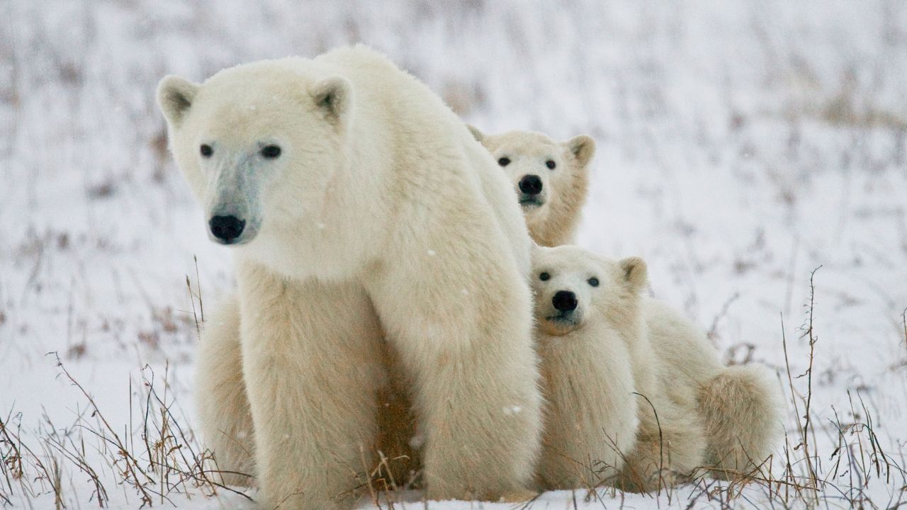 Journ&eacute;e internationale de l'ours polaire 2026 un signal d'alarme que la plan&egrave;te enti&egrave;re doit entendre